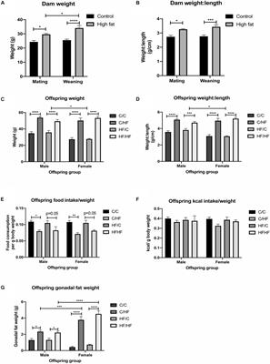 Pre- and Post-natal High Fat Feeding Differentially Affects the Structure and Integrity of the Neurovascular Unit of 16-Month Old Male and Female Mice